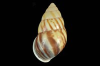 藏品(雙旋蝸牛)的圖片